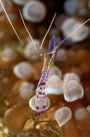 MediaEarth - Bahamas 2017 - DSC02393_rc - Pedersons Shrimps - Crevette de Pederson - Ancylomenes pedersoni